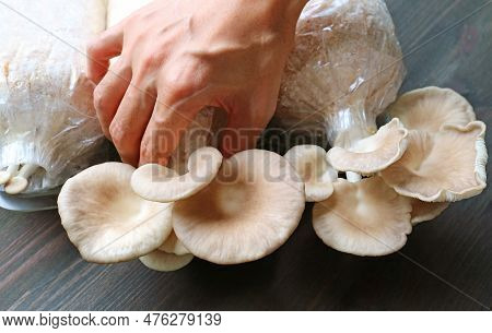 Hand Harvesting Growth Indian Oyster Mushrooms From The Fruiting Block