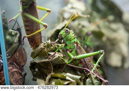 Desert Locust (lat. Schistocerca Gregaria) Green Sitting On The Branches Of A Tree Among The Foliage
