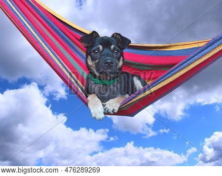 Mongrel Lying On Multi-colored Hammock On Blue Sky Background. Dog During Rest. Dog Resting On Blank