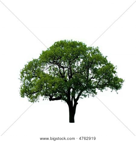 Árbol verde, aislado en blanco