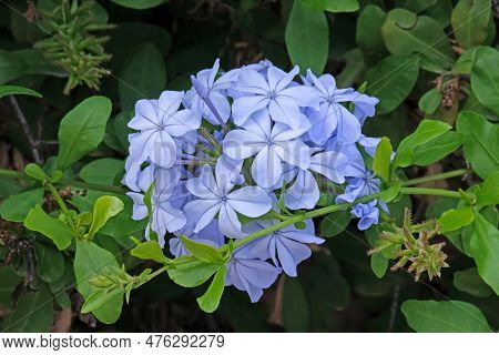 Blooming Cape Leadwort, Blue Plumbago Or Cape Plumbago (latin - Plumbago Auriculata)