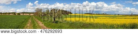 Field Of Rapeseed, Canola Or Colza, In Latin Brassica Napus With Rural Road And Beautiful Sky, Rape 