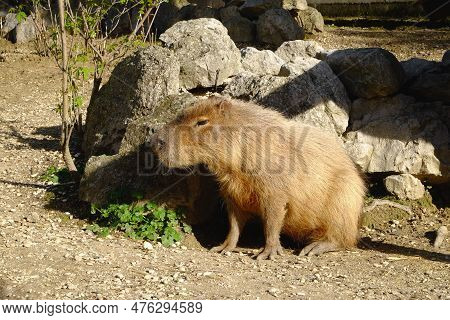 Beautiful Capybara Resting Near Stones On Sunny Day