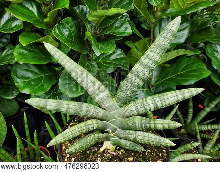 A Unique And Sharp Green Leaves Of Sansevieria Boncel Starfish