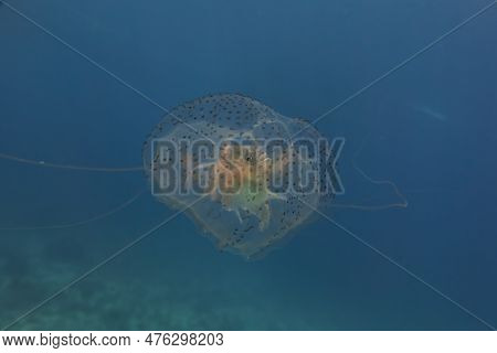 Box Jellyfish Swimming In The Ocean Of The Philippines