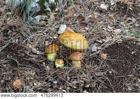 Family Of Young Edible Mushroom - Obabok Blackening - Leccinellum Lepidum Make Their Way Through A L