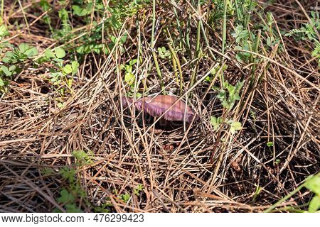 Young Edible Mushrooms - Blewit - Lepista Nuda Make Their Way Through A Layer Of Grass And Needles I