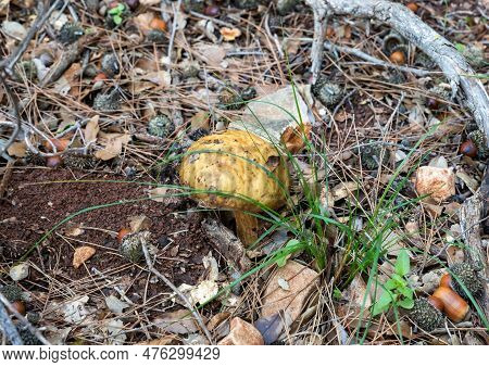 A Young Edible Mushroom - Obabok Blackening - Leccinellum Lepidum Makes Their Way Through A Layer Of