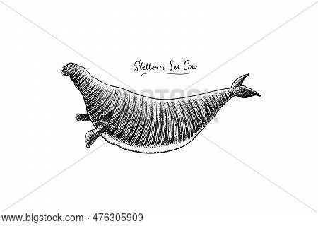 Stellers Sea Cow. Extinct Mammal Animal. Engraved Hand Drawn Vector Illustration In Woodcut Graphic 