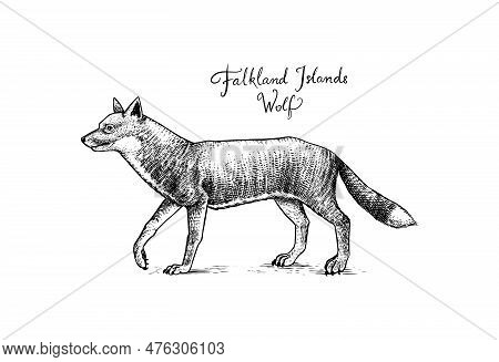 Falkland Islands Wolf. Extinct Predatory Animal. Warrah Fox, Antarctic Dog. Native Land Mammal. Engr