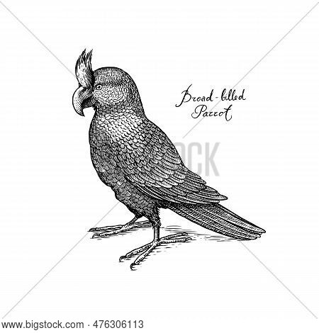 Broad-billed Parrot Or Raven. Extinct Predatory Bird. Engraved Hand Drawn Vector Illustration In Woo