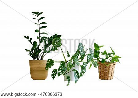 Houseplant Zamioculcas In A Flower Pot Against A White Brick Wall, Isolated On White Background. Hom