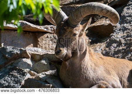 A Majestic Mountain Goat With Twisted Large Horns Is Resting On A Rock. Close-up Portrait Of A Wild 