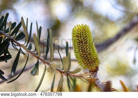 Silver Banksia Flower And Cone, Banksia Marginata, Tasmania, Australia. Close Up Of The Flower Spike