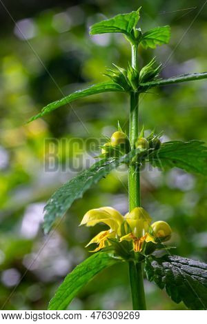Yellow Archangel, Galeobdolon Luteum Or Lamium Galeobdolon, Detail Of Inflorescence.