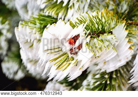 Mountain Pine Branch With Snow. Frosted Pine Tree Twig With Cones. Photo With A Shallow Depth Of Fie