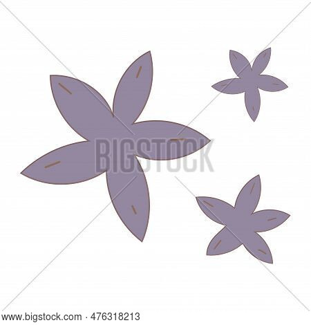 Flowers Purple Garden Warm Beautiful Floral Plant