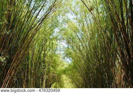 Bamboo Tree Tunnel At Wat Chulabhorn Wanaram Travel Location In Thailand