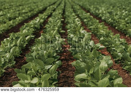 Young Green Soybean Crop Seedling Plants In Cultivated Perfectly Clean Agricultural Plantation Field