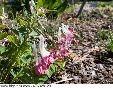 Close-up Shot Of The Corydalis Vittae X Solida 'david' Flowering With White And Pink Flowers In Spri