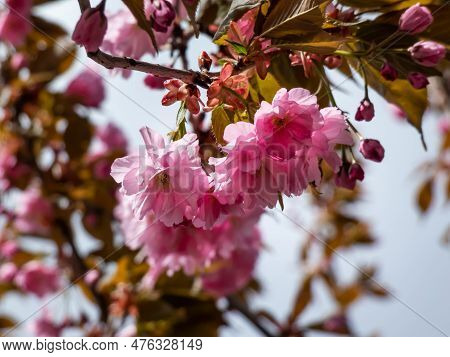 Beautiful, Pink Cherry Blossoms Of The Japan Pink Sakura Flowers Flowering On The Branches And Stems