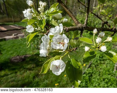 Beautiful Macro Shot Of White Blossom On A Branch Of Pear Tree, Flowers With 5 White Petals, Numerou