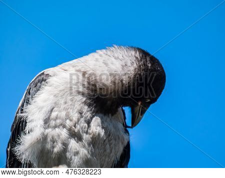 Close-up Shot Of The Juvenile Hooded Crow (corvus Cornix) With Dark Plumage And With Blue And Grey E