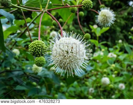 Flowering Plant Buttonbush, Button-willow Or Honey-bells (cephalanthus Occidentalis) Blooming In Sum