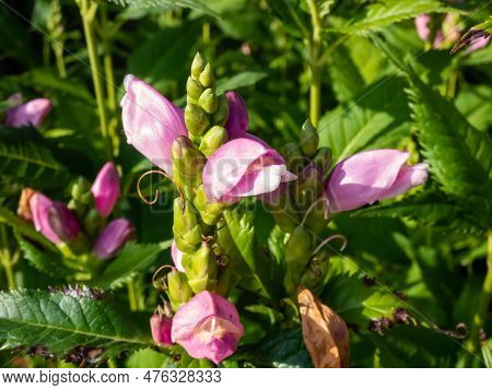 The Turtlehead, Pink Or Lyon's Turtlehead (chelone Lyonii) Flowering With Hooded, Snapdragon-like, T