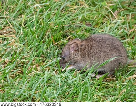 Close-up Shot Of The Common Rat (rattus Norvegicus) With Dark Grey And Brown Fur Sitting In The Gree