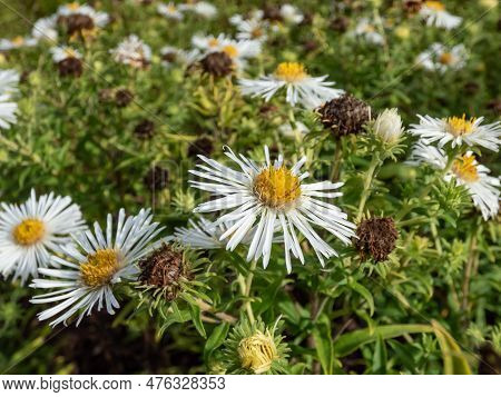 Close-up Shot Of New England Aster (aster Novae-angliae) 'alba' Flowering With White Flowers With Ye