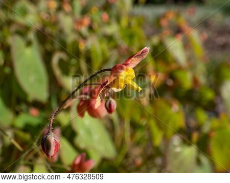 Macro Shot Of The Warley Epimedium (epimedium X Warleyense) Orangekonigin Flowering With Small Flowe
