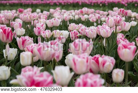 Bright Colored Tulip Field In The City Of Grevenbroich Germany