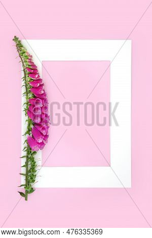 Foxglove Flower Natural Herb For Herbal Plant Medicine To Treat Heart Conditions And Other Illnesses