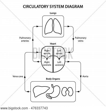 Circulatory System Diagram Labeled. Black And White Illustration.