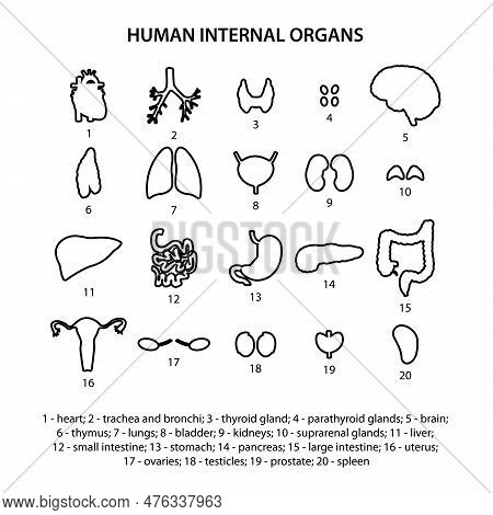 20 Human Internal Organs Icons (heart, Brain And Etc). Vector Illustration.