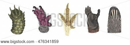 Animal Paw And Animalistic Pets Claw Vector Set