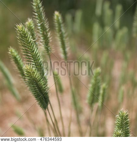 Close Up Of Grass Growing In A Field
