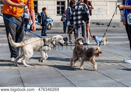 Wroclaw, Poland - September 2022: Freedom Square In Wroclaw And City Streets Full Of Small And Big D