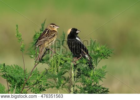 Male And Female Bobolinks  Keep Watch From A Bush In A Florida Meadow During Spring Migration