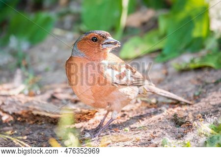 Common Chaffinch, Fringilla Coelebs, Sits On The Ground In Spring. Common Chaffinch In Wildlife.