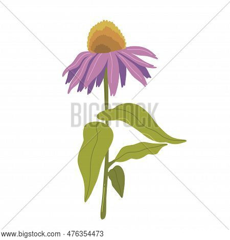 Echinacea Purpurea Herb Immuno Plant Flower Sketch