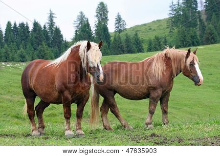 Two Brown Horses Stallion With The Blonde Mane Agitated By The Wind