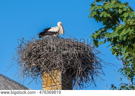 Beautiful Female Of A White And Black Stork Nesting In A Large Nest On The Roof Of A House In Spring