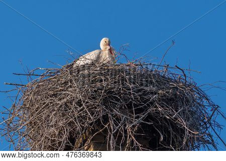 Beautiful Female Of A White And Black Stork Nesting In A Large Nest On The Roof Of A House In Spring