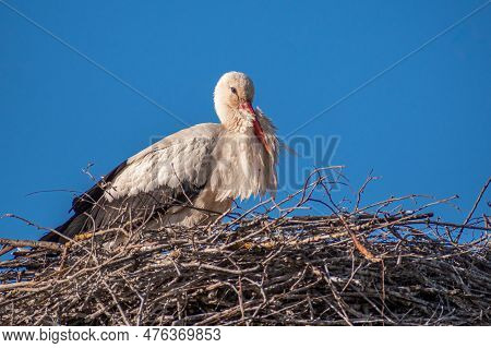 Beautiful Female Of A White And Black Stork Nesting In A Large Nest On The Roof Of A House In Spring