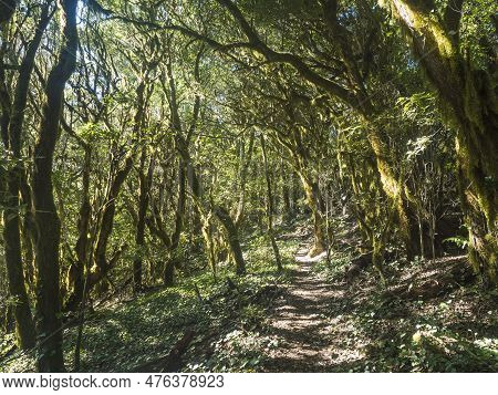 Narrow Footpath Through Laurisilva Forest With Twisted Branches Of Mossy Laurel And Erica Arborea Tr