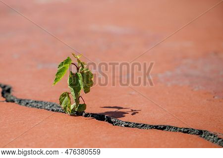 A Small Green And Strong Sprout Sprouted Through A Crack In The Asphalt On A Sports Field