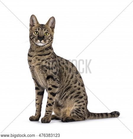 Savannah F4 Cat With Loads Of Serval Resemblance, Sitting Up Side Ways. Looking Straight Into Camera