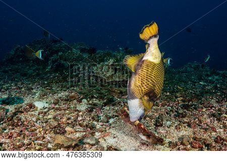 Titan Triggerfish, Giant Triggerfish Or Moustache Triggerfish (balistoides Viridescens) Biting A Bra